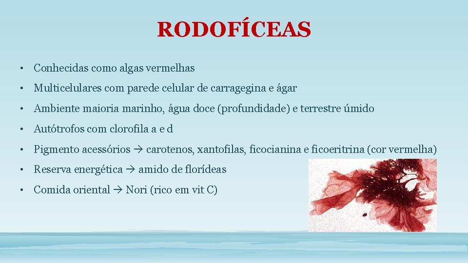 RODOFÍCEAS • Conhecidas como algas vermelhas • Multicelulares com parede celular de carragegina e