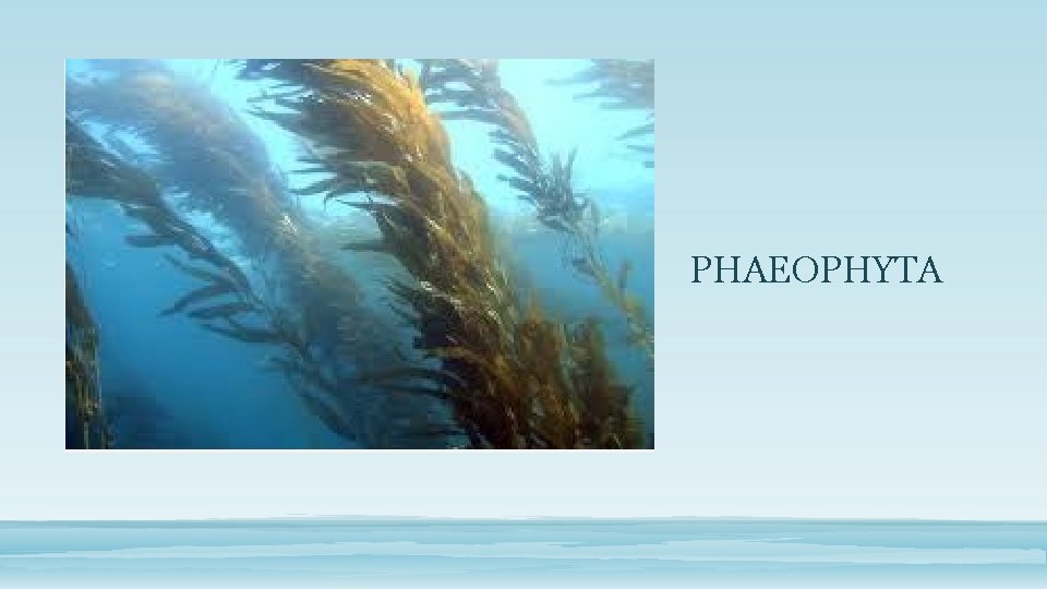PHAEOPHYTA 
