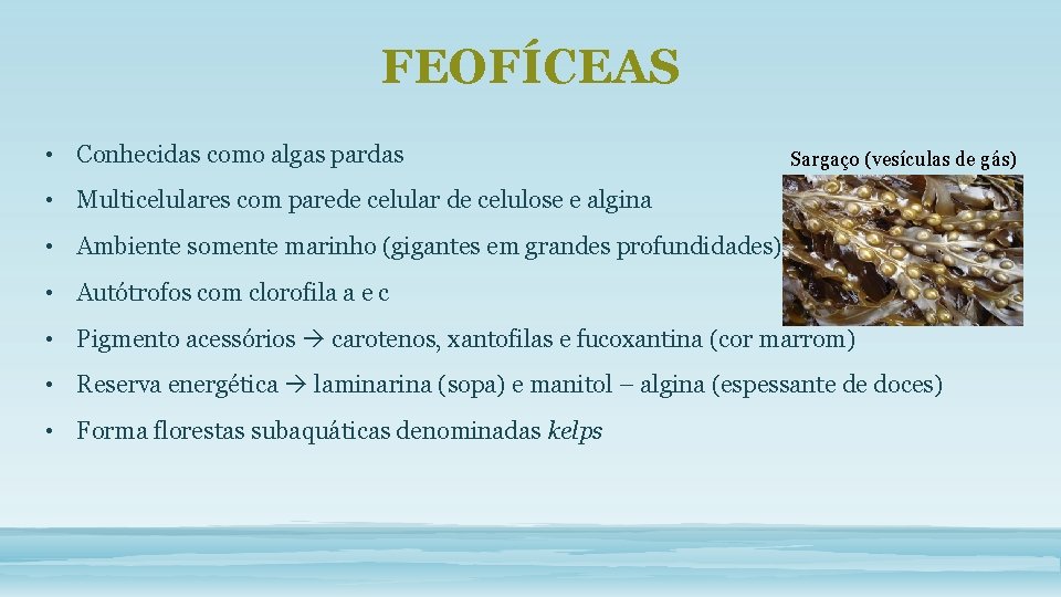 FEOFÍCEAS • Conhecidas como algas pardas Sargaço (vesículas de gás) • Multicelulares com parede