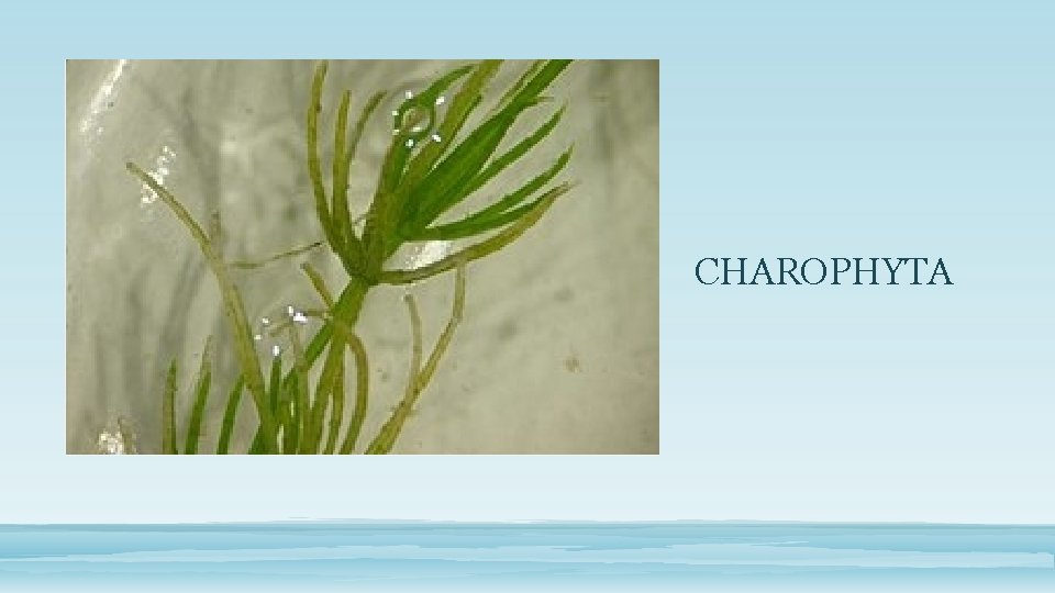 CHAROPHYTA 