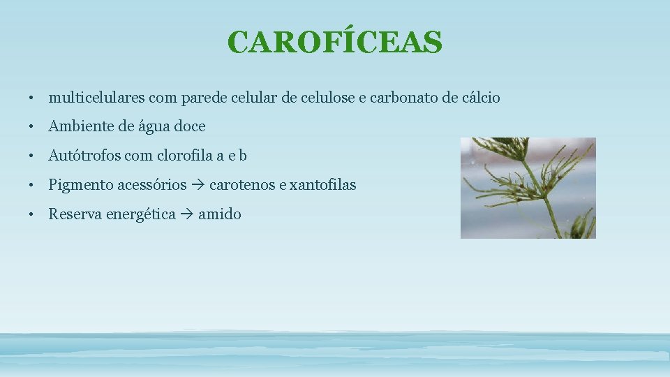CAROFÍCEAS • multicelulares com parede celular de celulose e carbonato de cálcio • Ambiente