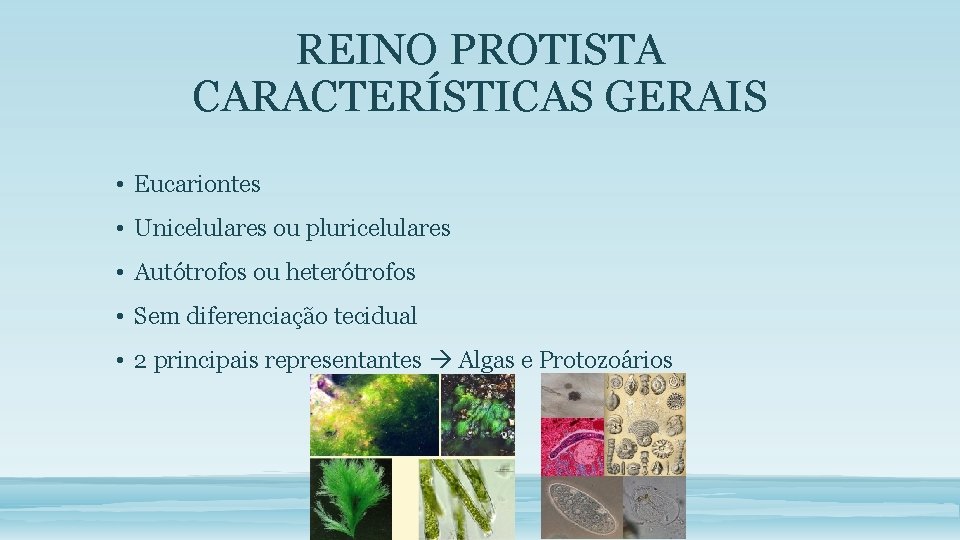 REINO PROTISTA CARACTERÍSTICAS GERAIS • Eucariontes • Unicelulares ou pluricelulares • Autótrofos ou heterótrofos
