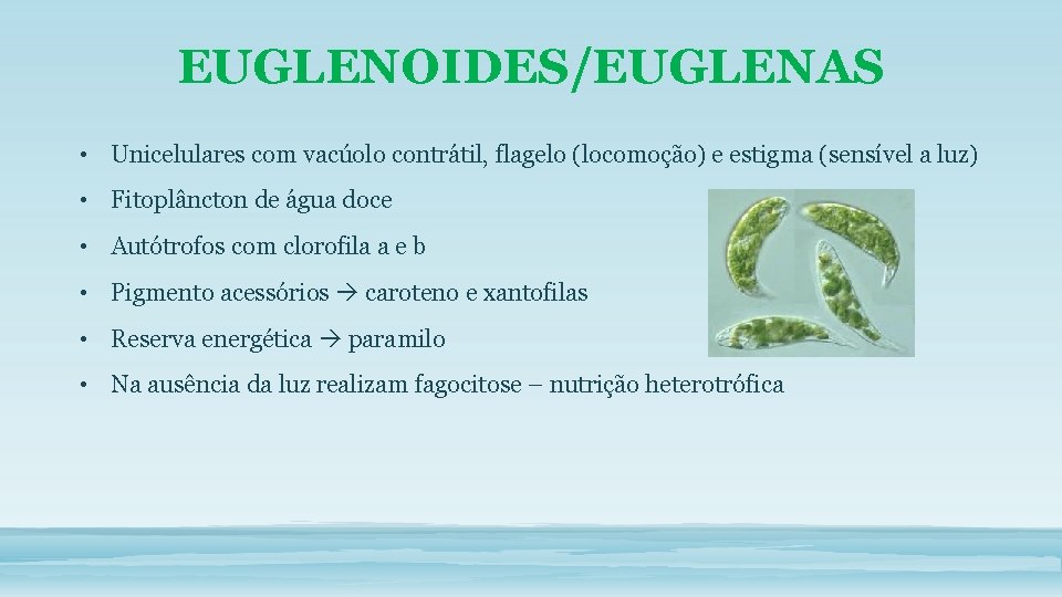 EUGLENOIDES/EUGLENAS • Unicelulares com vacúolo contrátil, flagelo (locomoção) e estigma (sensível a luz) •