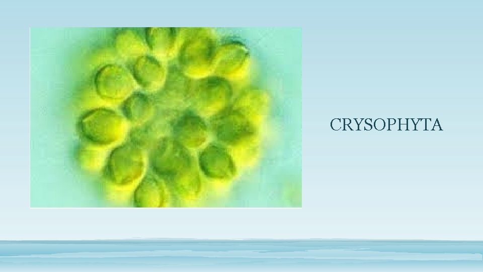 CRYSOPHYTA 