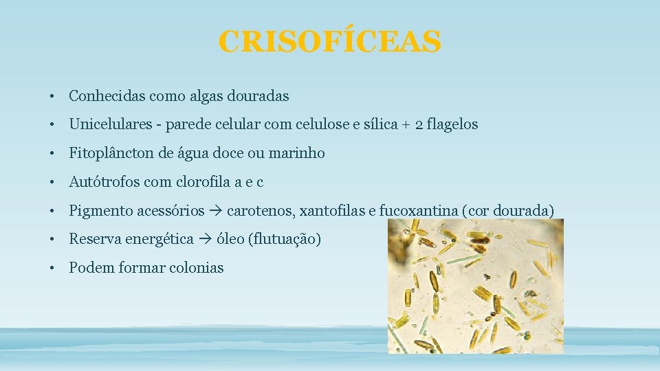 CRISOFÍCEAS • Conhecidas como algas douradas • Unicelulares - parede celular com celulose e