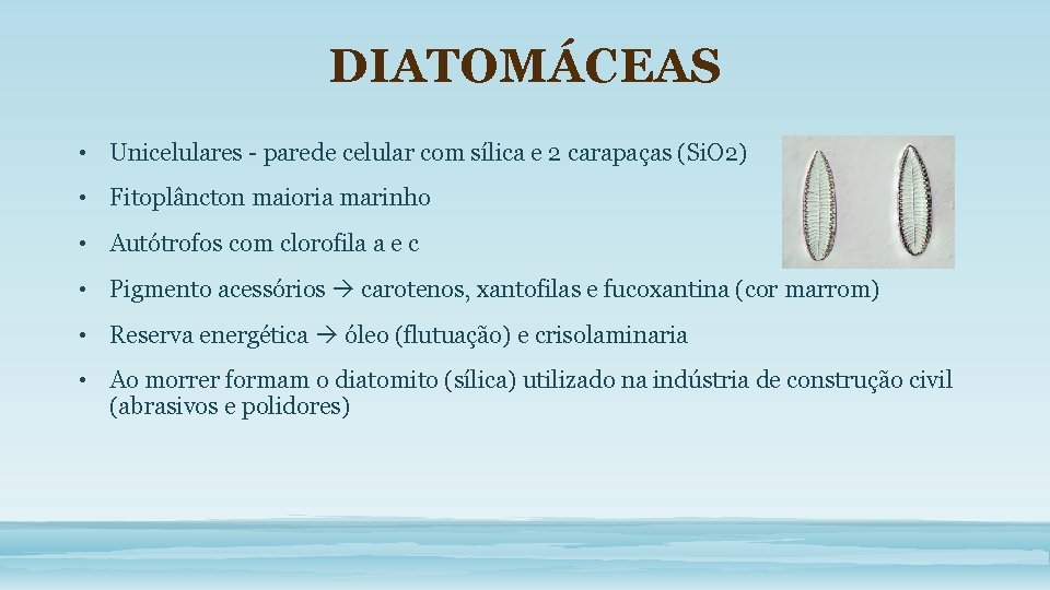 DIATOMÁCEAS • Unicelulares - parede celular com sílica e 2 carapaças (Si. O 2)