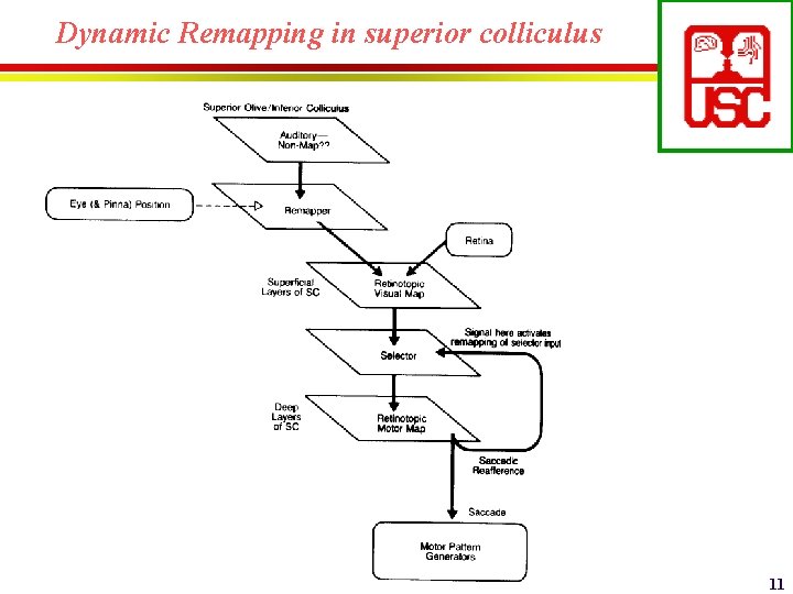 Dynamic Remapping in superior colliculus Michael Arbib CS 564 - Brain Theory and Artificial