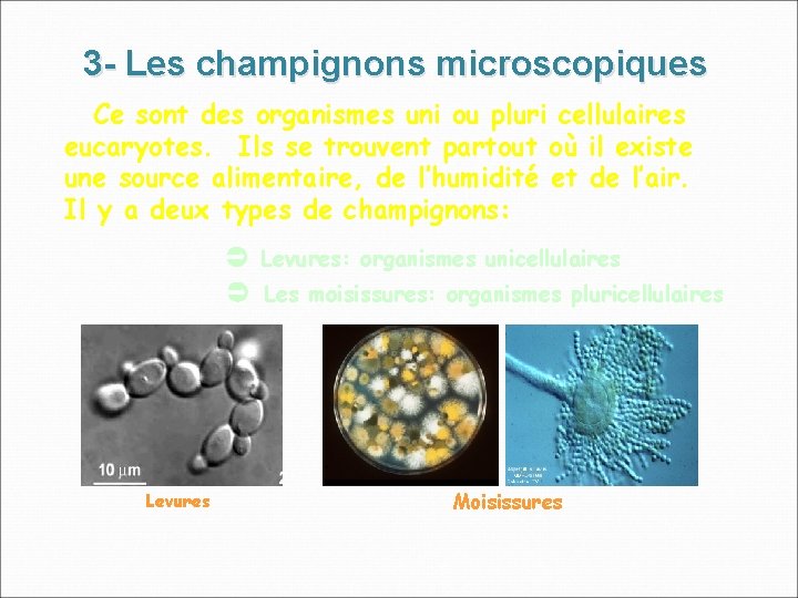 3 - Les champignons microscopiques Ce sont des organismes uni ou pluri cellulaires eucaryotes.