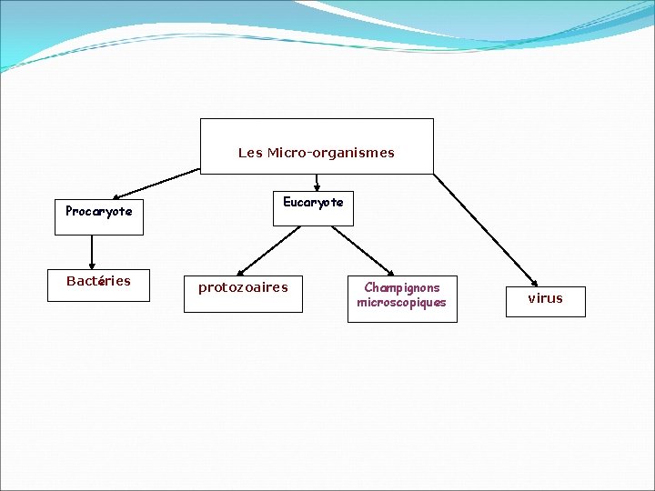 Les Micro-organismes Procaryote Bactéries Eucaryote protozoaires Champignons microscopiques virus 