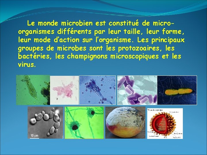 Le monde microbien est constitué de microorganismes différents par leur taille, leur forme, leur