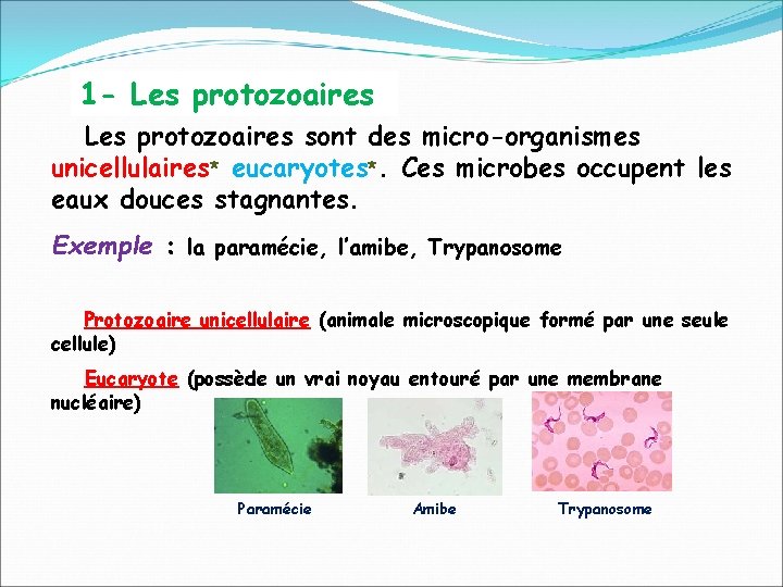 1 - Les protozoaires sont des micro-organismes unicellulaires* eucaryotes*. Ces microbes occupent les eaux