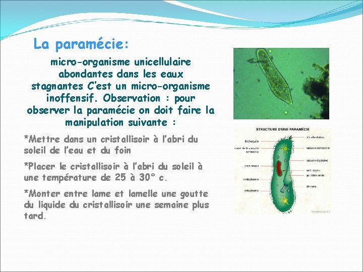 La paramécie: micro-organisme unicellulaire abondantes dans les eaux stagnantes C’est un micro-organisme inoffensif. Observation