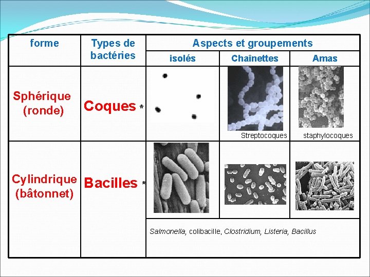 forme Sphérique (ronde) Types de bactéries Aspects et groupements isolés Chaînettes Coques * Streptocoques