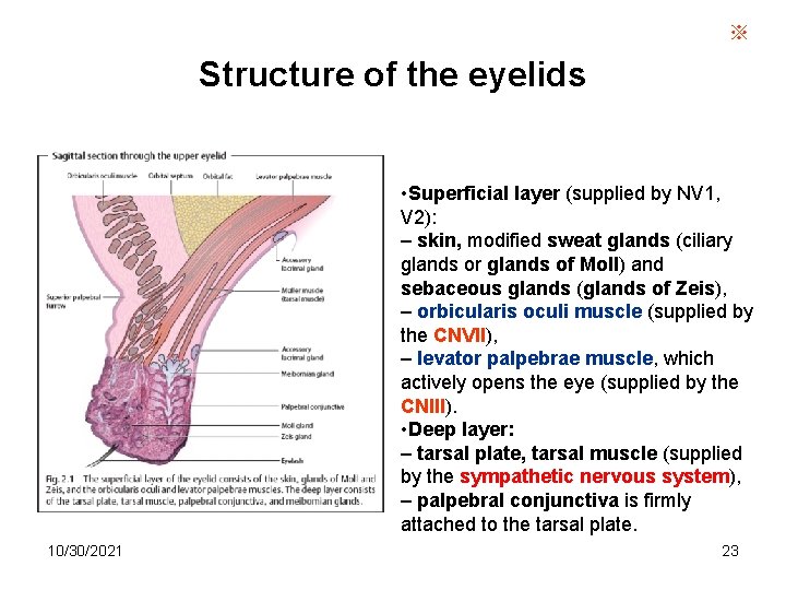 ※ Structure of the eyelids • Superficial layer (supplied by NV 1, V 2):