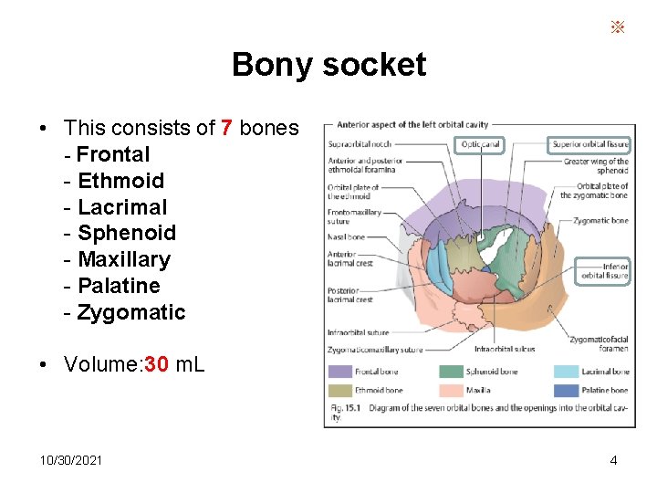 ※ Bony socket • This consists of 7 bones - Frontal - Ethmoid -