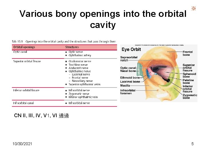 Various bony openings into the orbital cavity ※ CN II, IV, V 1, VI