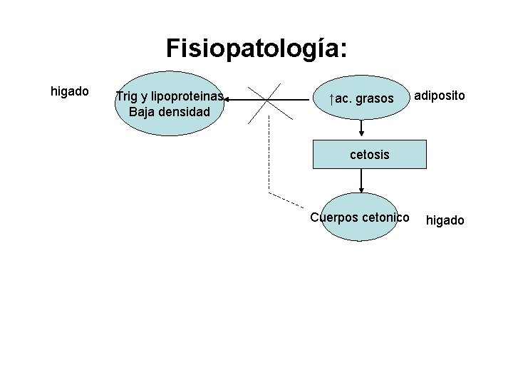 Fisiopatología: higado Trig y lipoproteinas Baja densidad ↑ac. grasos adiposito cetosis Cuerpos cetonico higado