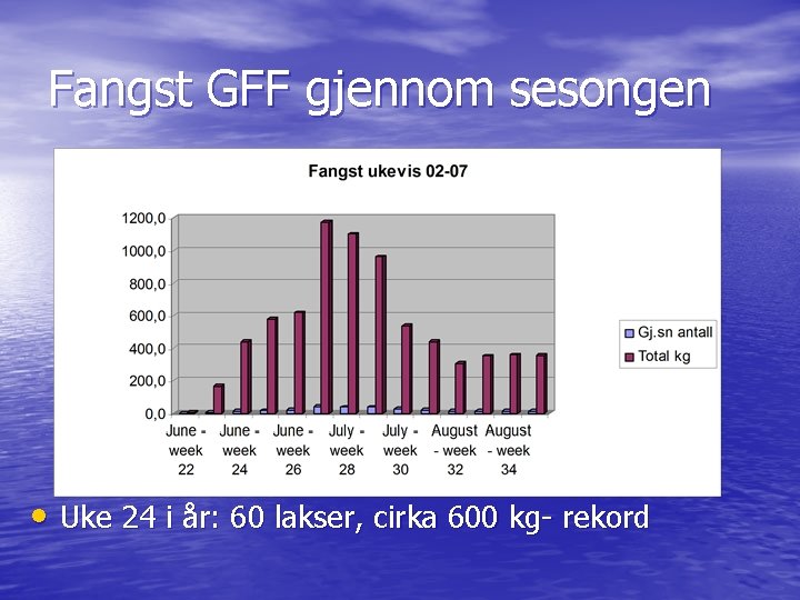 Fangst GFF gjennom sesongen • Uke 24 i år: 60 lakser, cirka 600 kg-