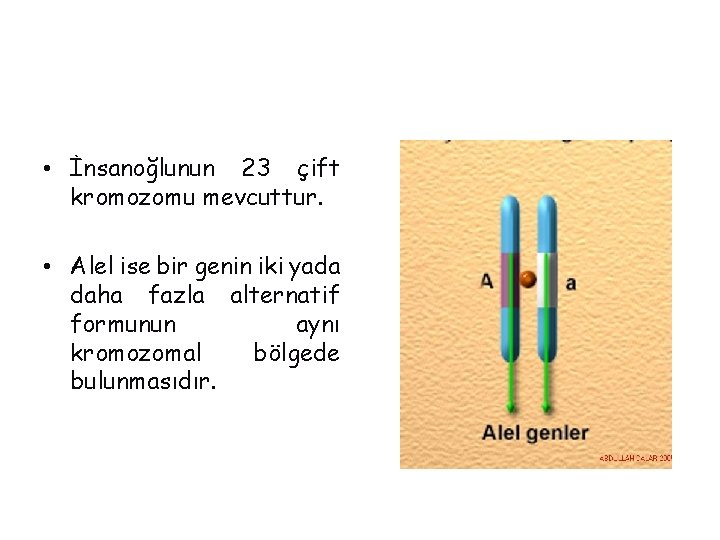  • İnsanoğlunun 23 çift kromozomu mevcuttur. • Alel ise bir genin iki yada