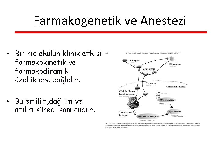 Farmakogenetik ve Anestezi • Bir molekülün klinik etkisi farmakokinetik ve farmakodinamik özelliklere bağlıdır. •