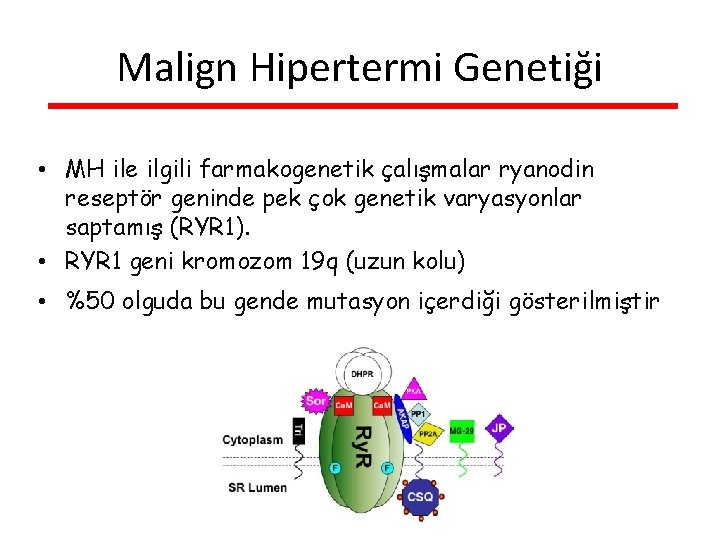 Malign Hipertermi Genetiği • MH ile ilgili farmakogenetik çalışmalar ryanodin reseptör geninde pek çok