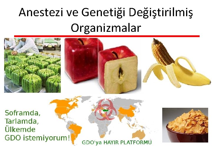 Anestezi ve Genetiği Değiştirilmiş Organizmalar 