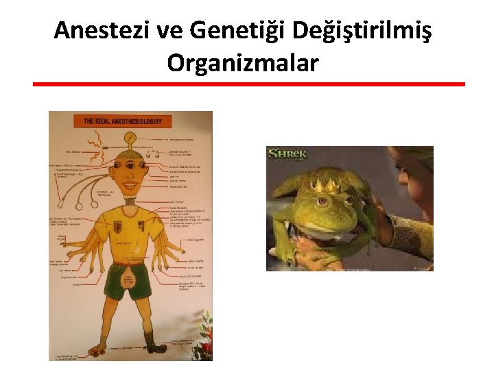 Anestezi ve Genetiği Değiştirilmiş Organizmalar 