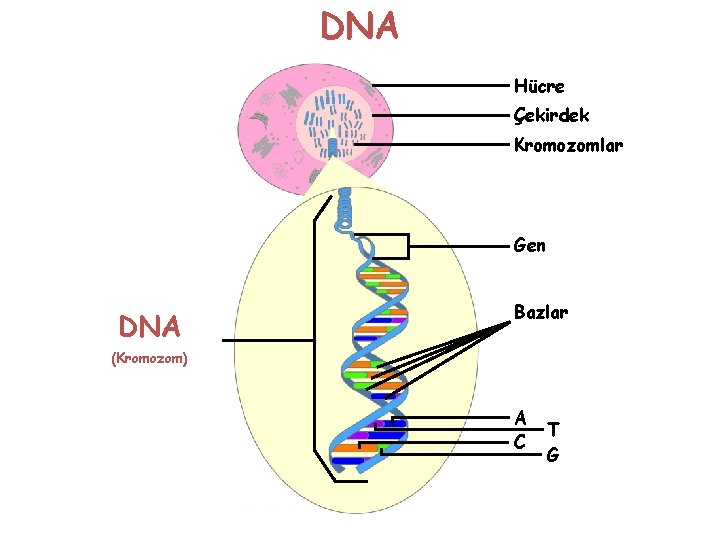 DNA Hücre Çekirdek Kromozomlar Gen DNA Bazlar (Kromozom) A C T G 