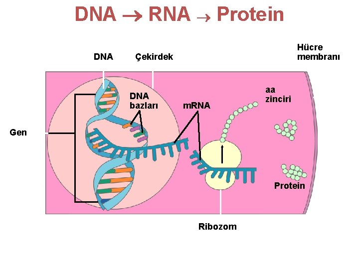 DNA RNA Protein DNA Hücre membranı Çekirdek DNA bazları m. RNA aa zinciri Gen