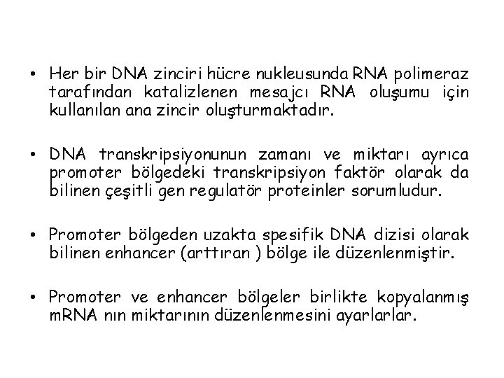  • Her bir DNA zinciri hücre nukleusunda RNA polimeraz tarafından katalizlenen mesajcı RNA