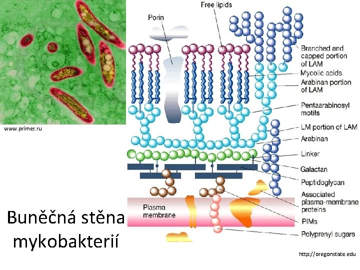 www. primer. ru Buněčná stěna mykobakterií http: //oregonstate. edu 