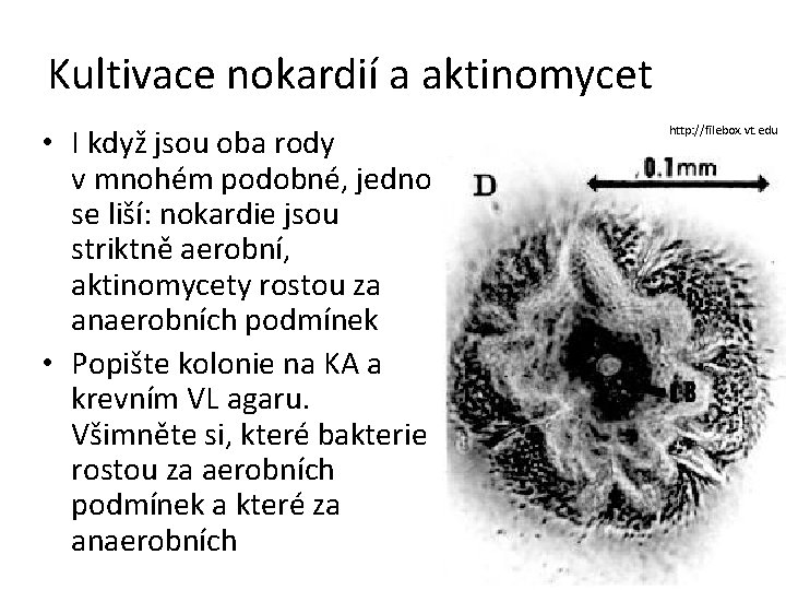 Kultivace nokardií a aktinomycet • I když jsou oba rody v mnohém podobné, jedno