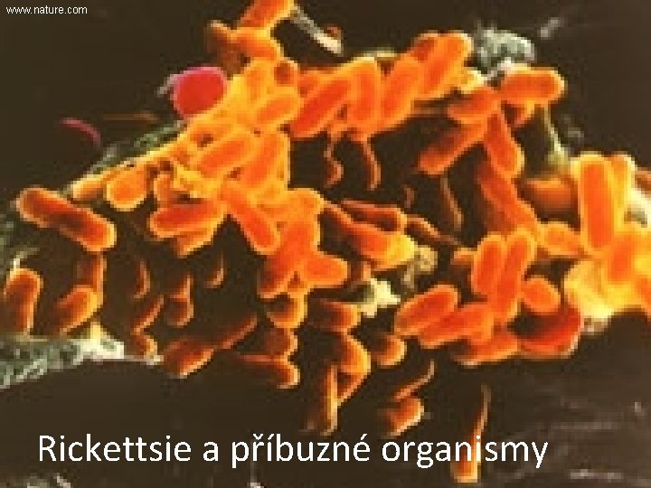 www. nature. com Rickettsie a příbuzné organismy 