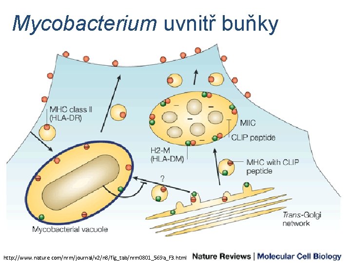Mycobacterium uvnitř buňky http: //www. nature. com/nrm/journal/v 2/n 8/fig_tab/nrm 0801_569 a_F 3. html 