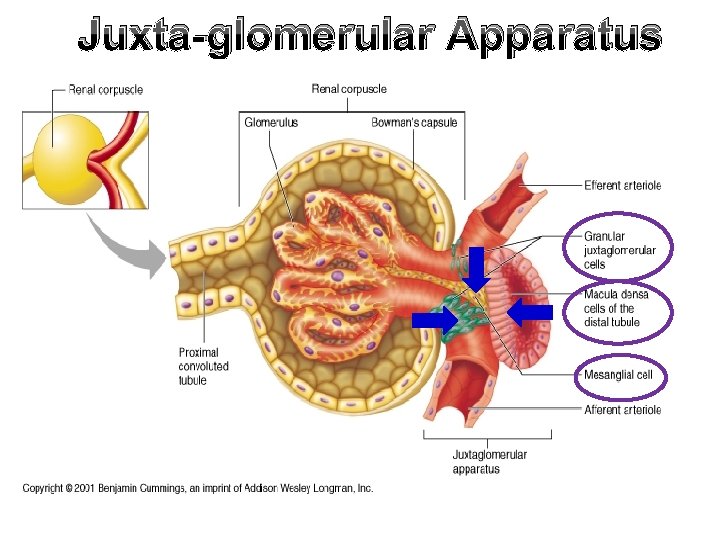 Juxta-glomerular Apparatus 