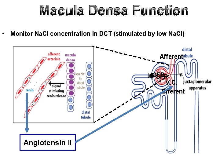 Macula Densa Function • Monitor Na. Cl concentration in DCT (stimulated by low Na.
