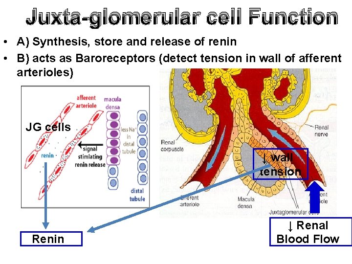 Juxta-glomerular cell Function • A) Synthesis, store and release of renin • B) acts