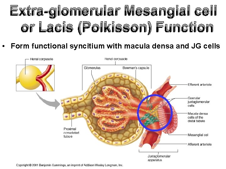 Extra-glomerular Mesangial cell or Lacis (Polkisson) Function • Form functional syncitium with macula densa