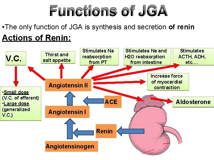 Functions of JGA • The only function of JGA is synthesis and secretion of