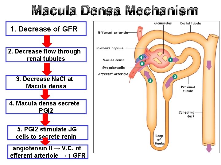 Macula Densa Mechanism 1. Decrease of GFR 2. Decrease flow through renal tubules 3.