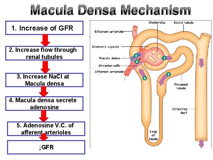 Macula Densa Mechanism 1. Increase of GFR 2. Increase flow through renal tubules 3.