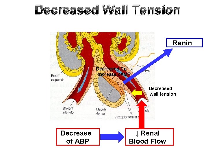 Decreased Wall Tension Renin Decreased Ca → increase c. AMP Decreased wall tension Decrease