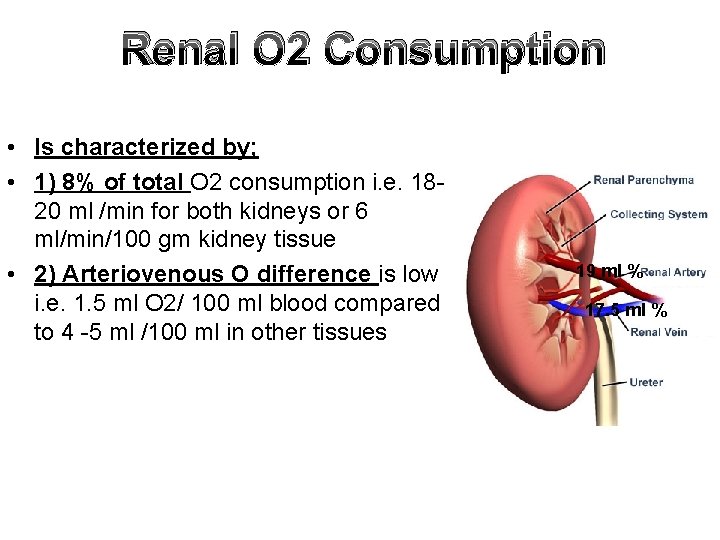 Renal O 2 Consumption • Is characterized by; • 1) 8% of total O