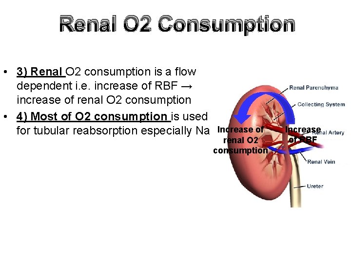 Renal O 2 Consumption • 3) Renal O 2 consumption is a flow dependent