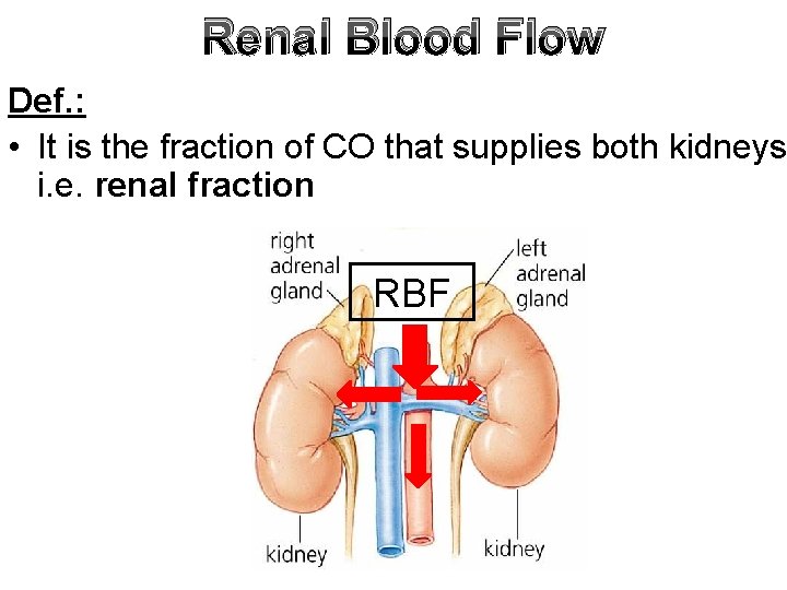 Renal Blood Flow Def. : • It is the fraction of CO that supplies