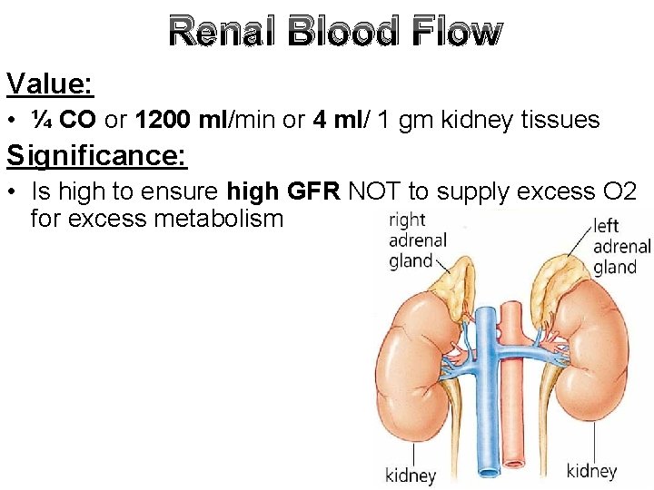 Renal Blood Flow Value: • ¼ CO or 1200 ml/min or 4 ml/ 1