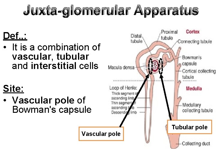 Juxta-glomerular Apparatus Def. , : • It is a combination of vascular, tubular and