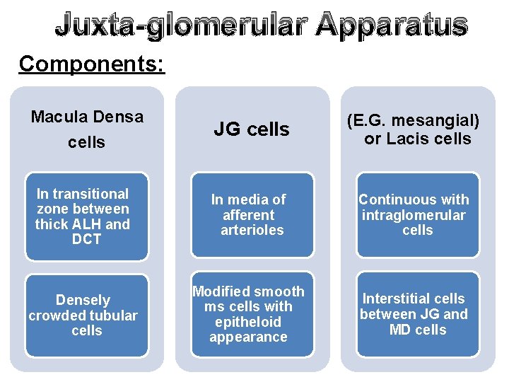 Juxta-glomerular Apparatus Components: Macula Densa JG cells (E. G. mesangial) or Lacis cells In