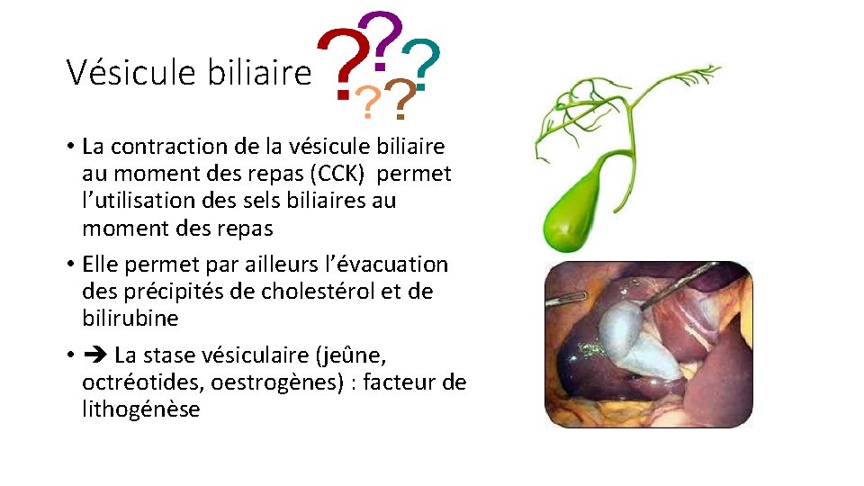 Vésicule biliaire • La contraction de la vésicule biliaire au moment des repas (CCK)