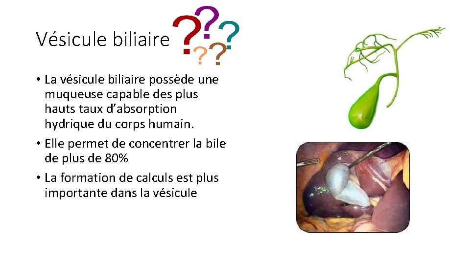 Vésicule biliaire • La vésicule biliaire possède une muqueuse capable des plus hauts taux